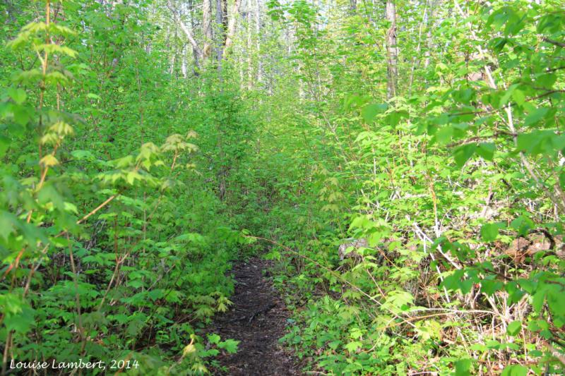 Sentier non degagé