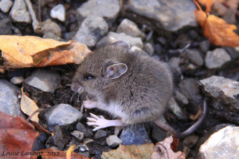 Souris à pattes blanches