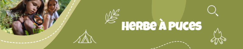Herbe à puces