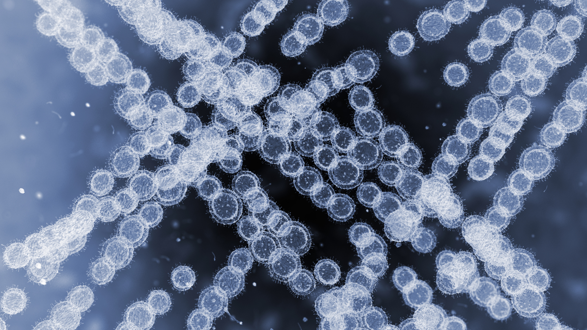 Lame de microscope de cellules de Candida Auris