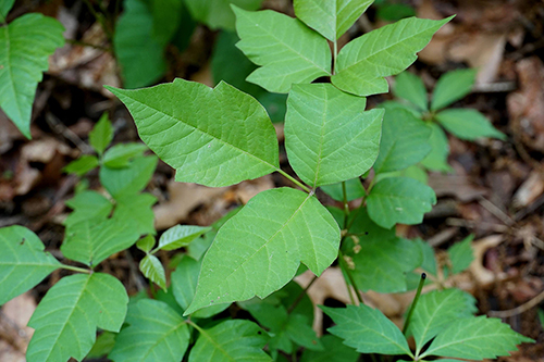 Plant d'herbe à puce