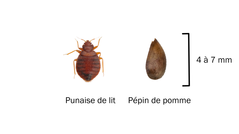 Une punaise de lit à environ la même taille qu'un pépin de pomme, environ 4 à 7 mm