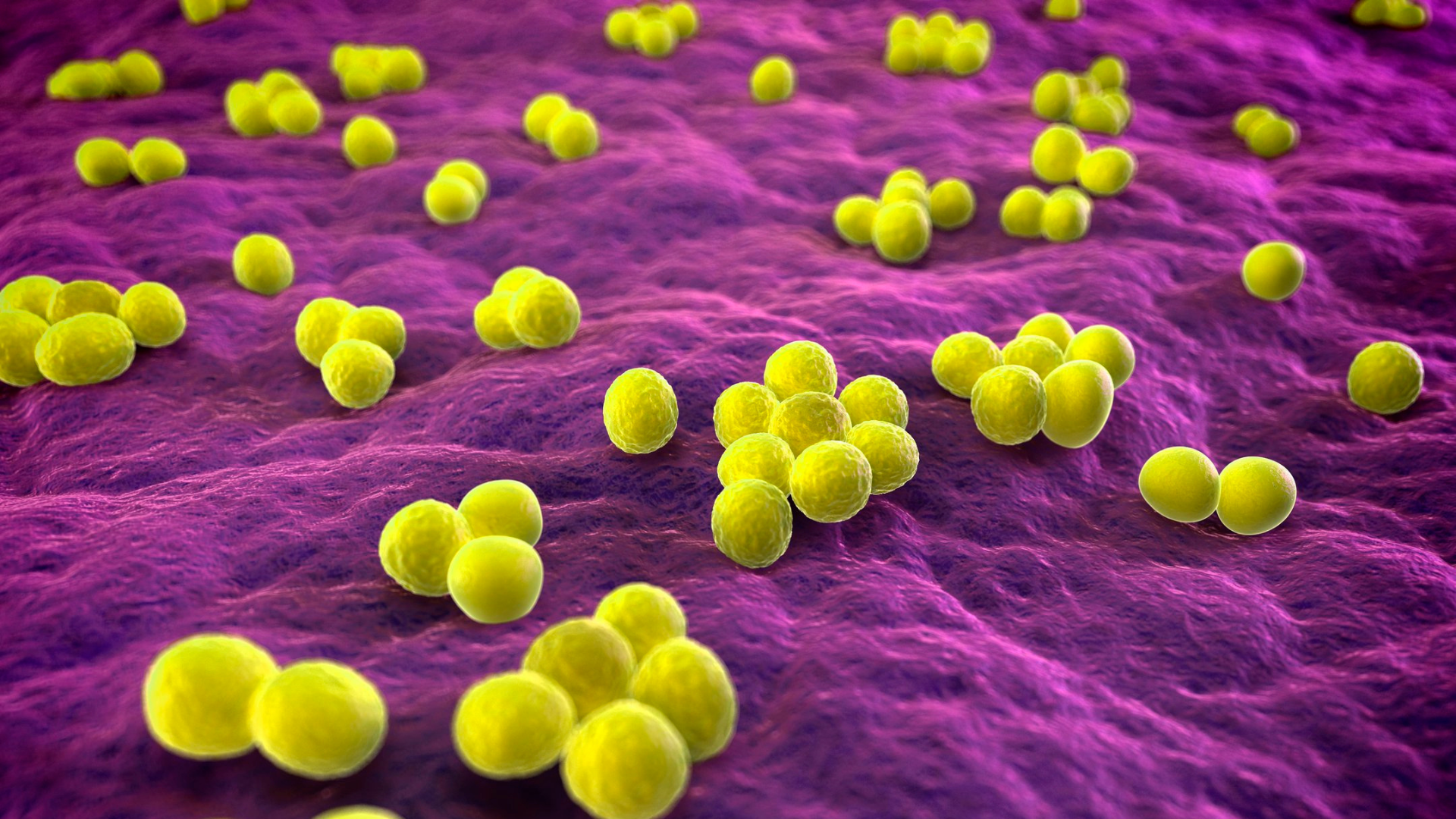 Illustration de staphylocoques résistant à la méthicilline