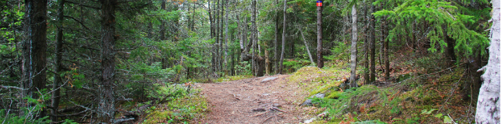 Sentier boisé