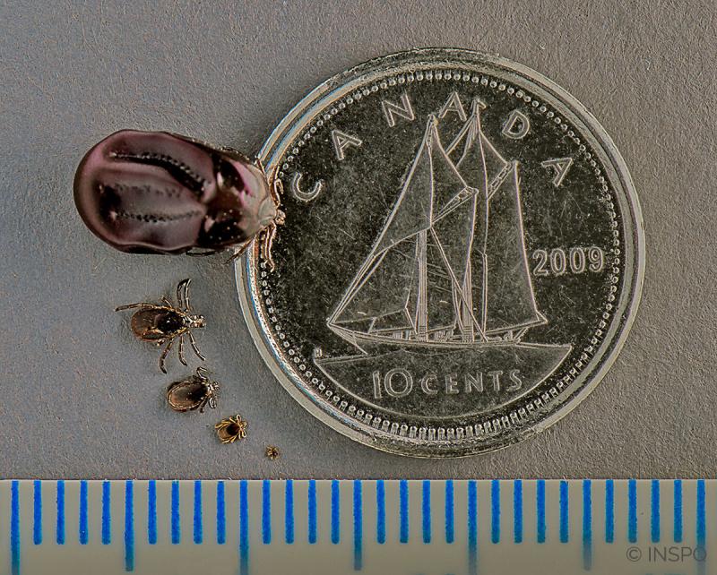 La taille d'une tique en comparaison avec une pièce de dix cents